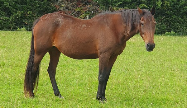 Multiple Group 1 winner turns 30