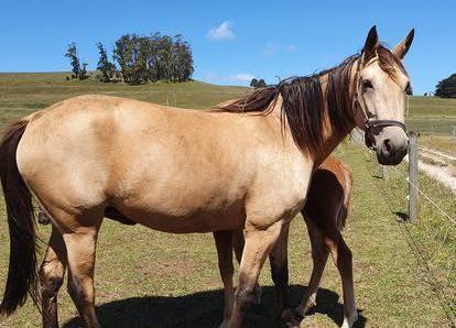 Multi coloured offering from Tourello 