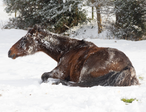 Equine Guelph offers tips for Colic Prevention Month
