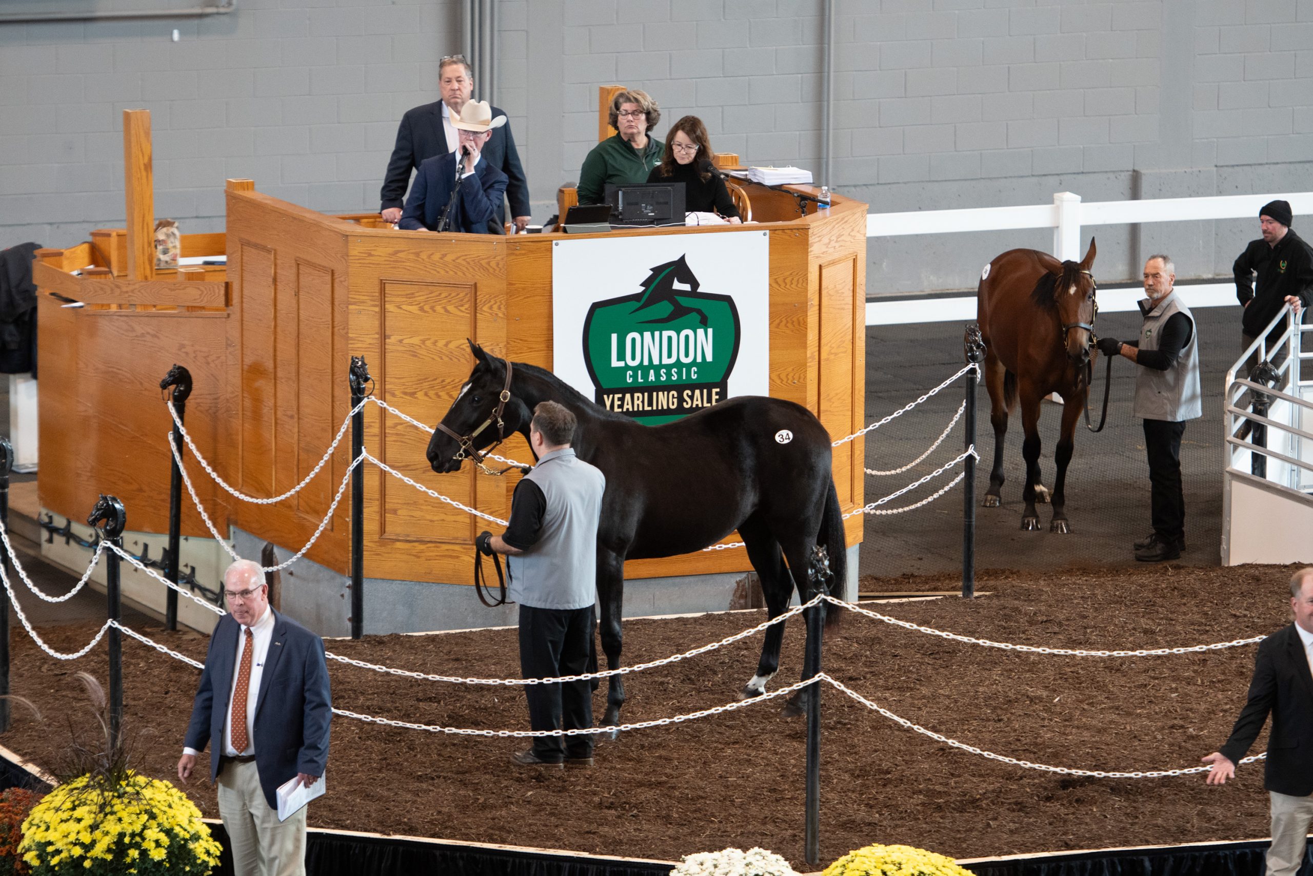 Entries Open for 2025 London Classic Yearling Sale