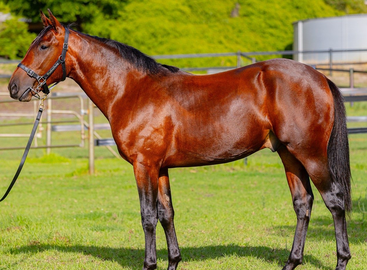 Young sire off to flying start