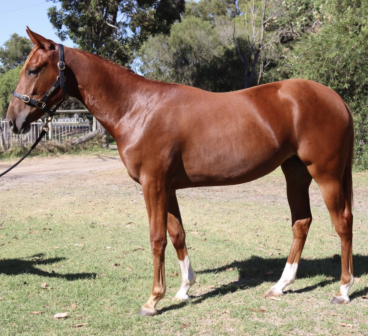 Spicy chestnut filly a half to G1 winner