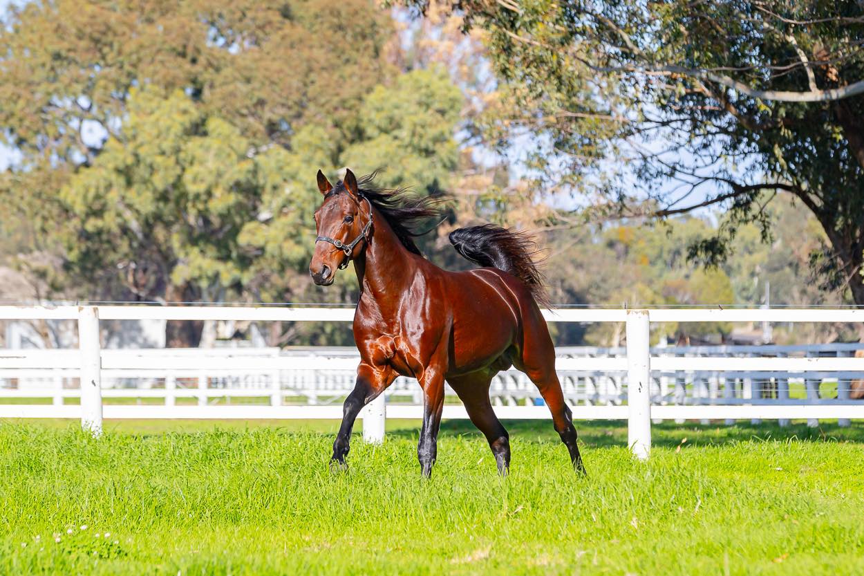 Westover targets lucrative WA Bonus Scheme