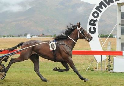 Williamson trotter chance to upset favourite