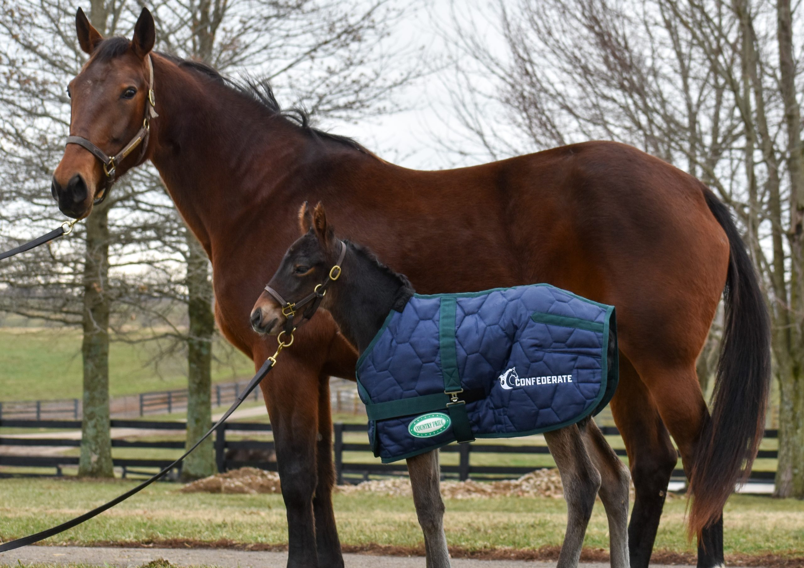 First foal from 2023 Horse of the Year, Confederate