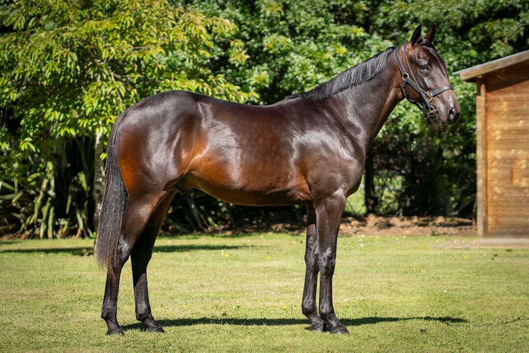 Another successful sale in Christchurch