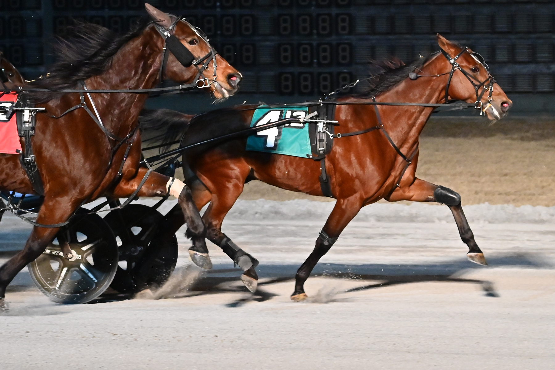 Keg Stand stood tall and won an Open Trot
