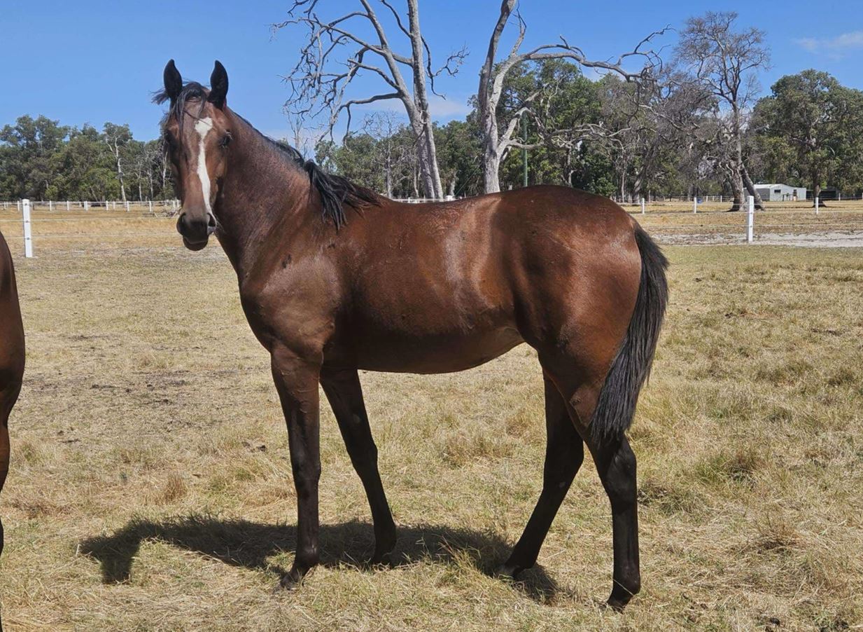 Perth’s prime prospects: Top single Lot Vendors Pt2