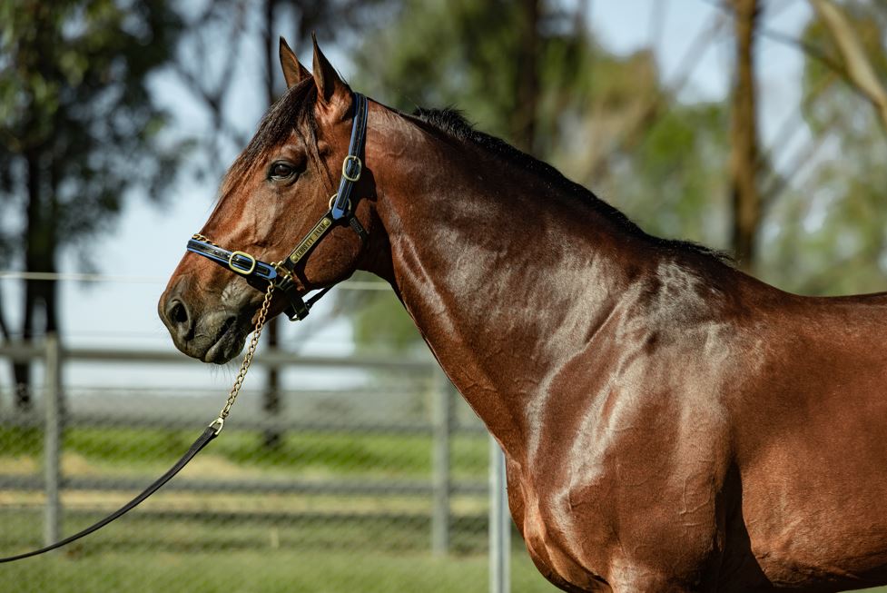 First crop of King Of Swing progeny debuts at APG Sales