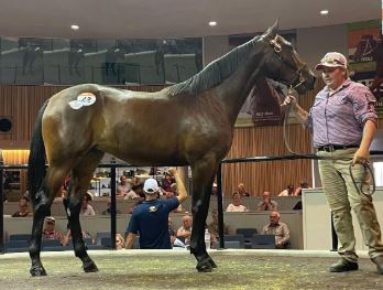 King Of Swing filly brings top price at sale