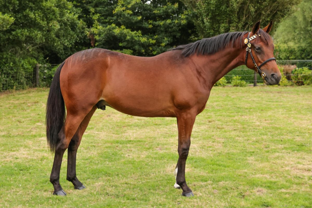 Michelle Caig back for another Sale