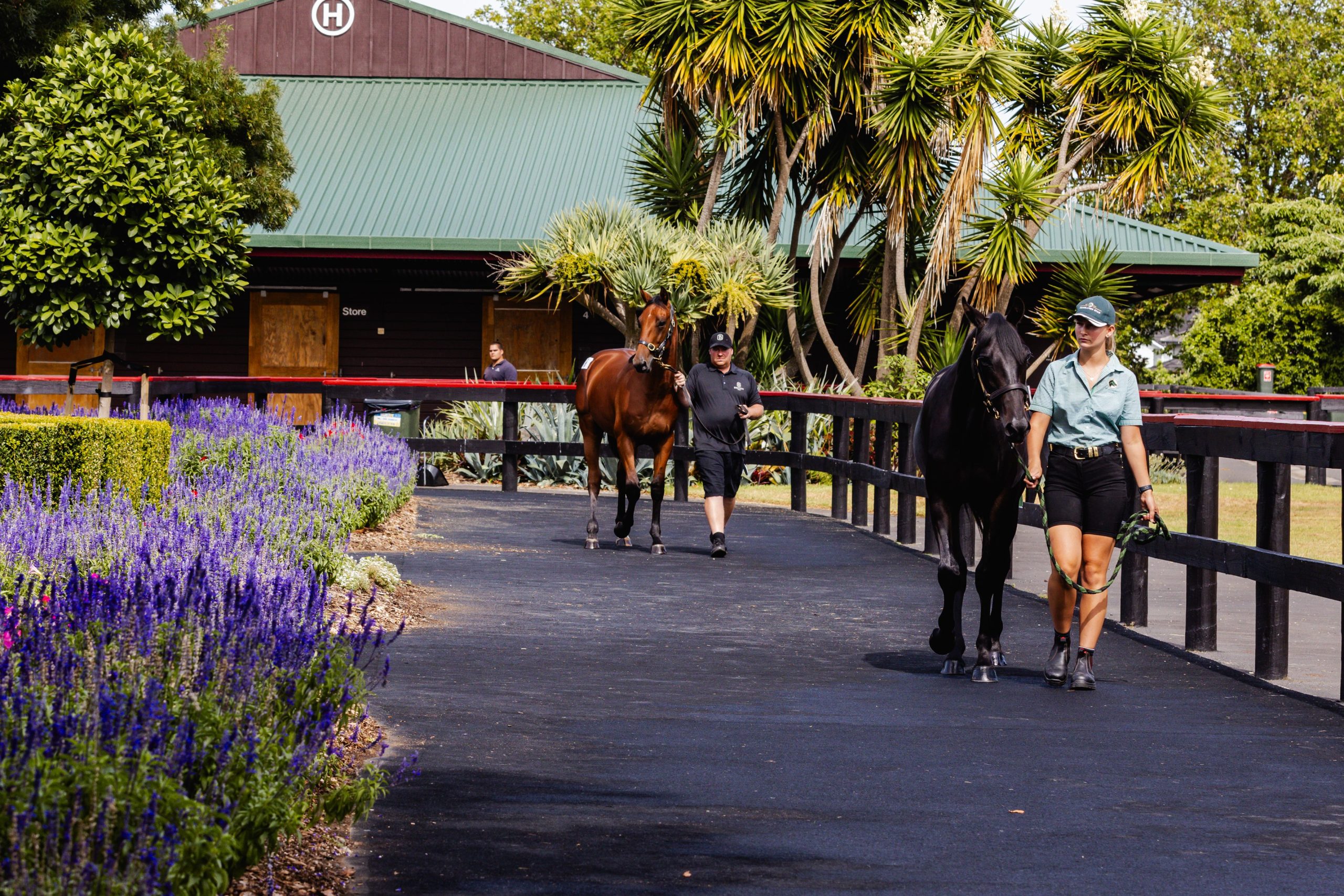 Countdown to the 2025 National Yearling Sale