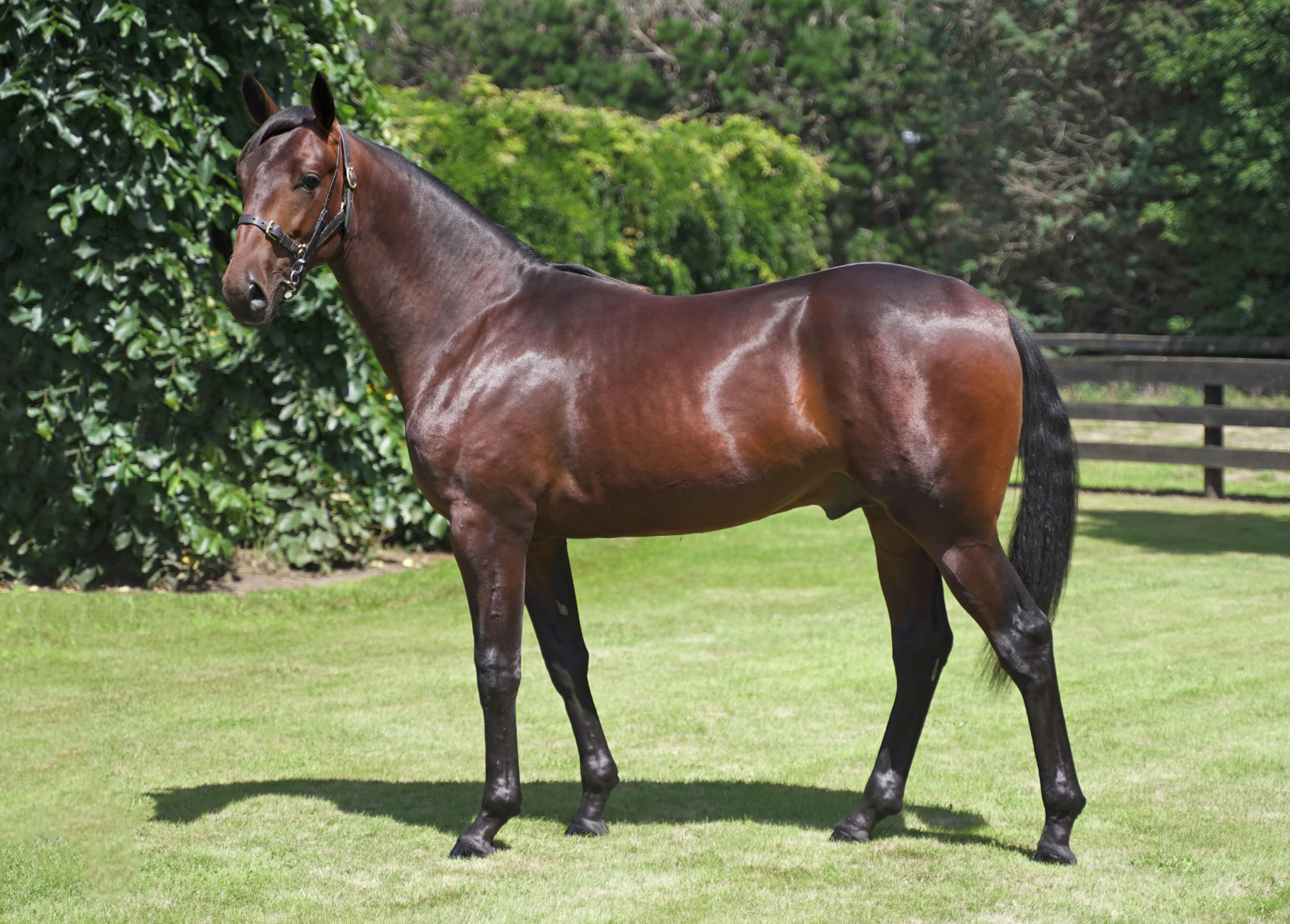 Lazarus primed for a big 2025 Down Under