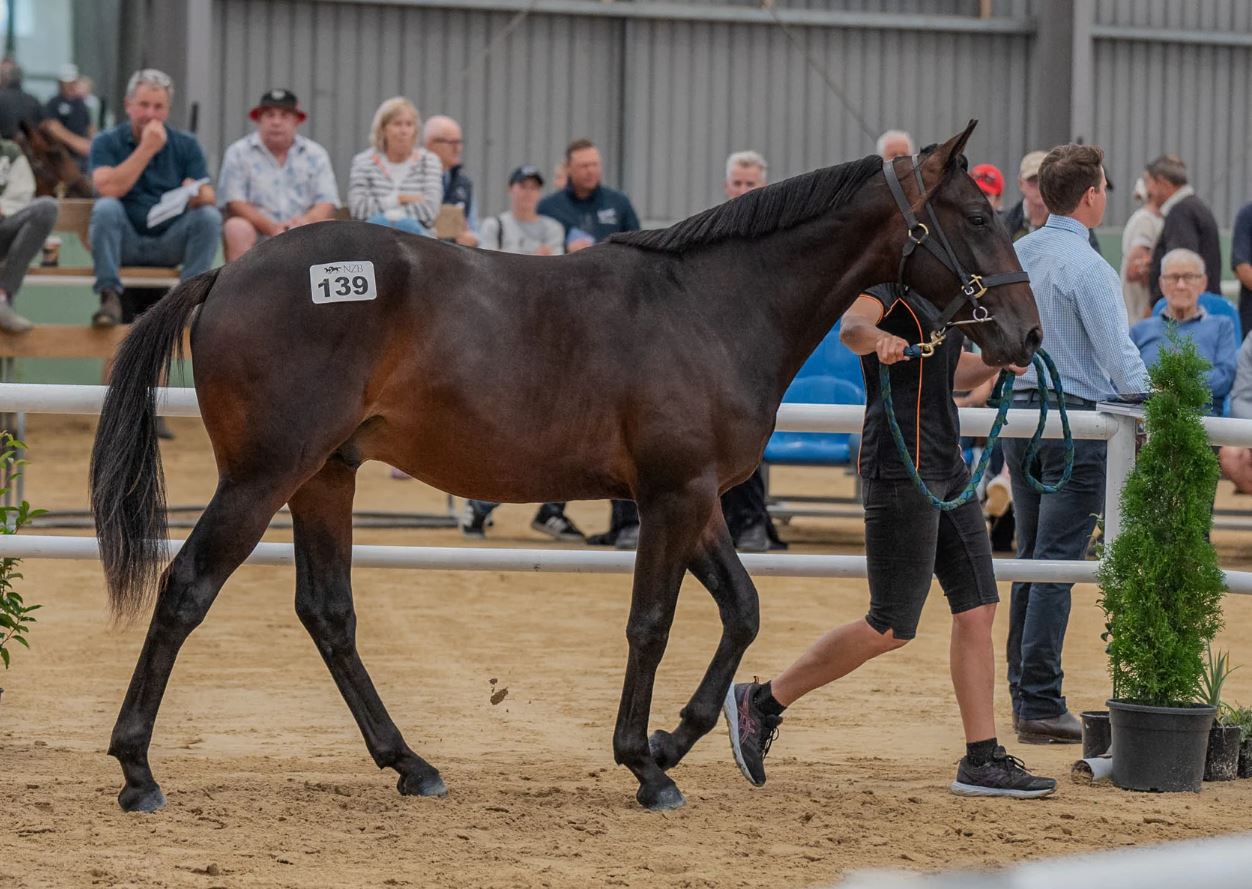 Impressive stats continue in 2025 National Yearling Sale
