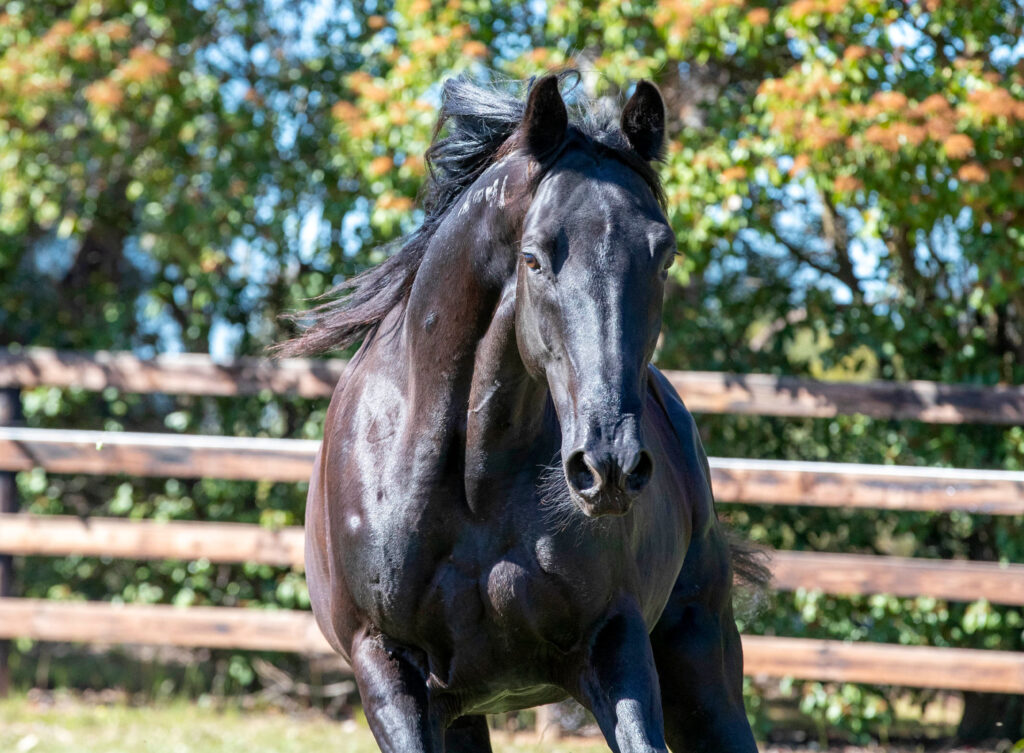 Sydney’s standouts: Top solo entries at the sale – Pt 2
