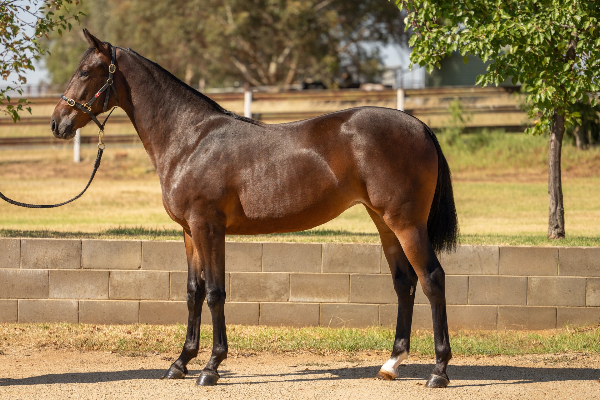 Breeding Champions is in the Cordina Bloodline