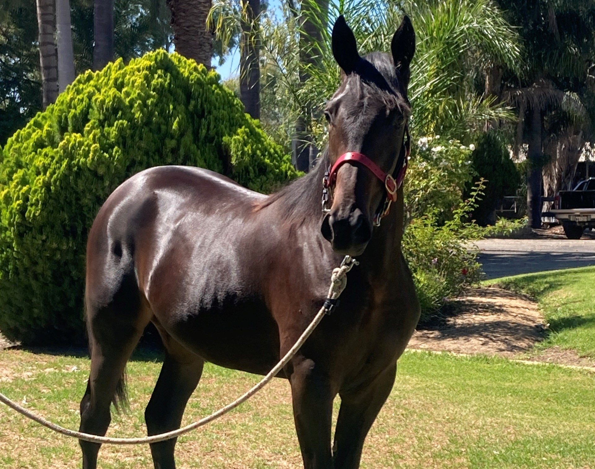 Ginger’s yearlings are making waves 
