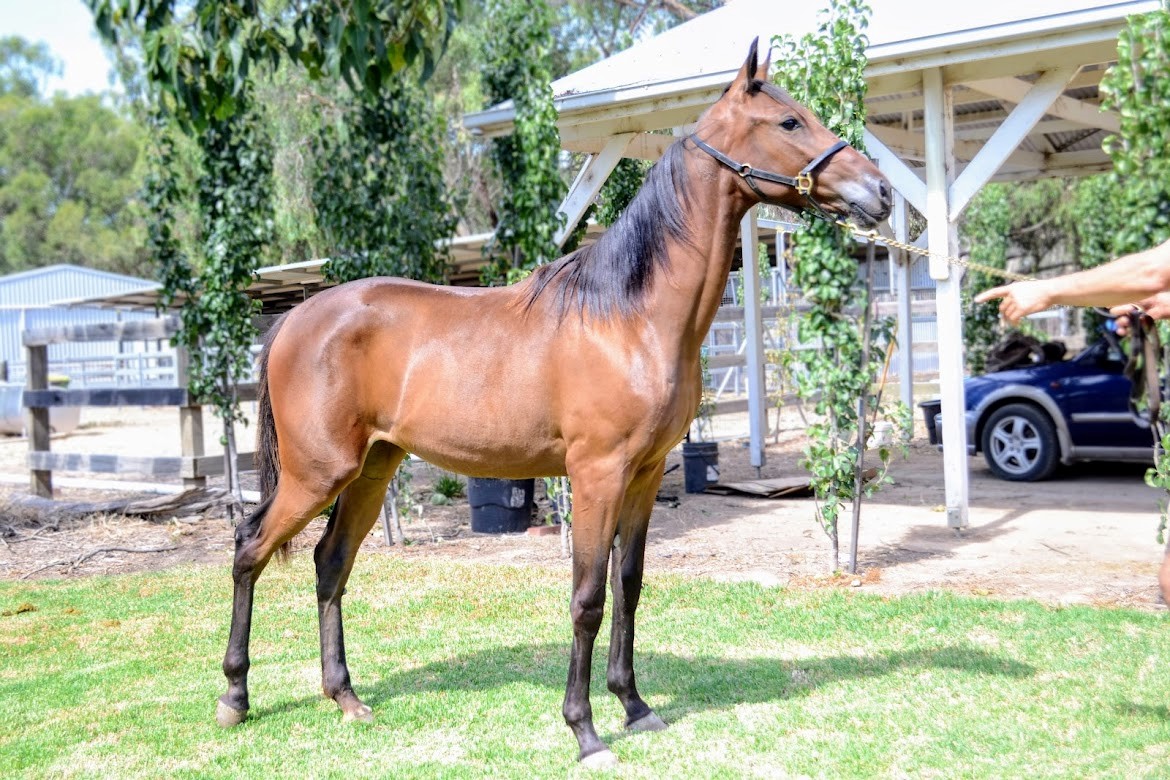 Blue blooded fillies from Ashdon Valley