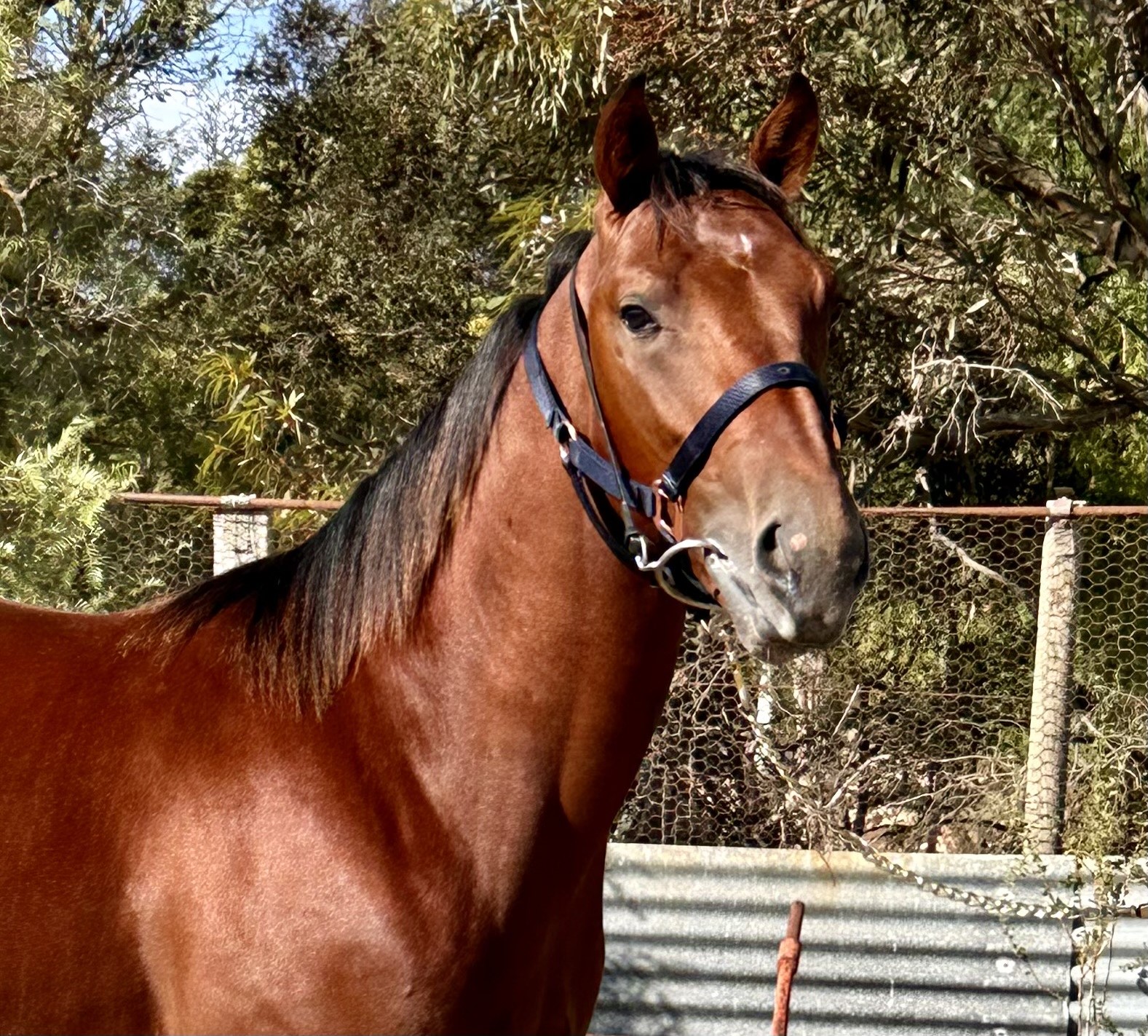 Tyson plays his trump card