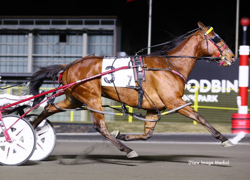 Back to back victories for Brue Hanover