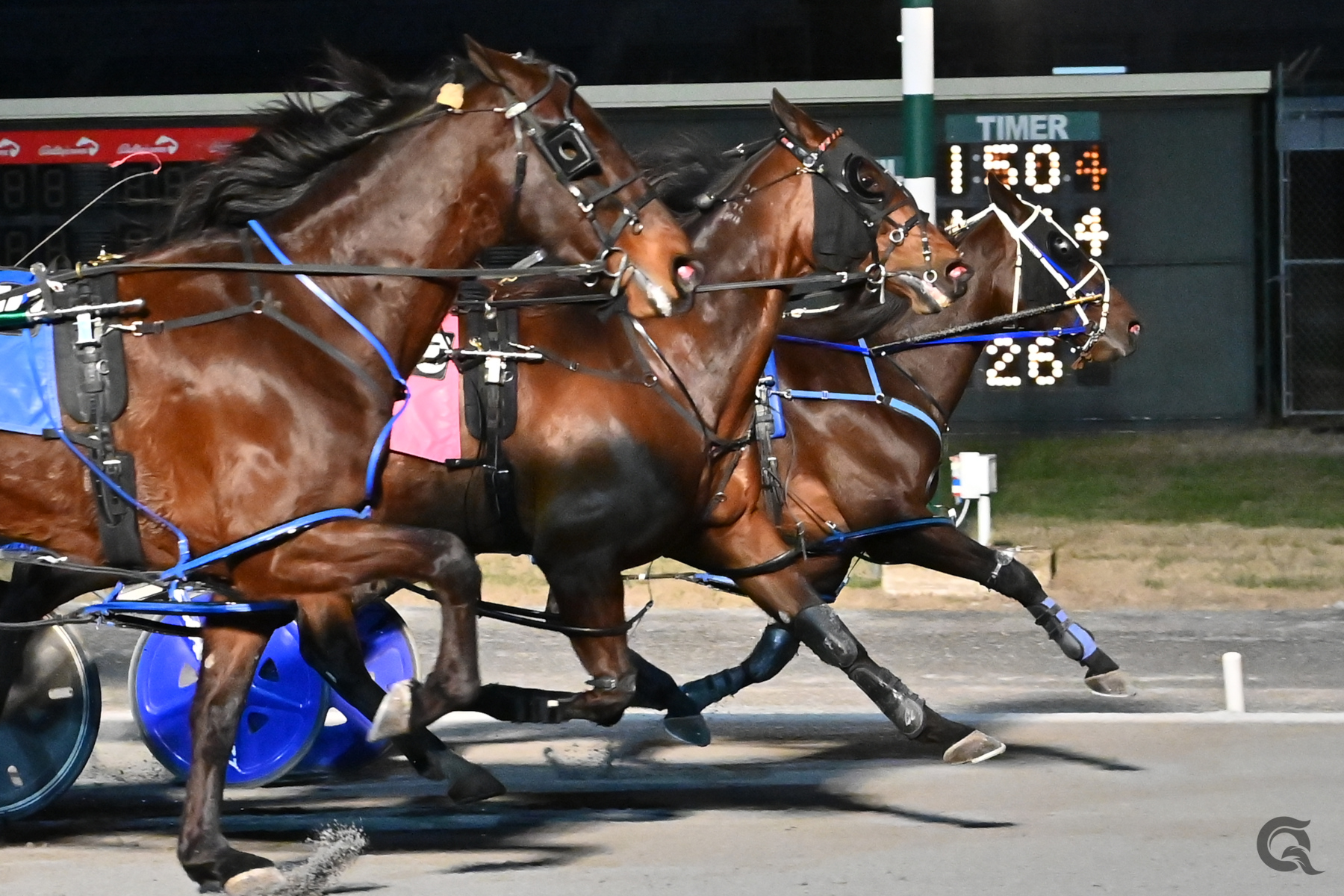 Downers Delight a four peat winner