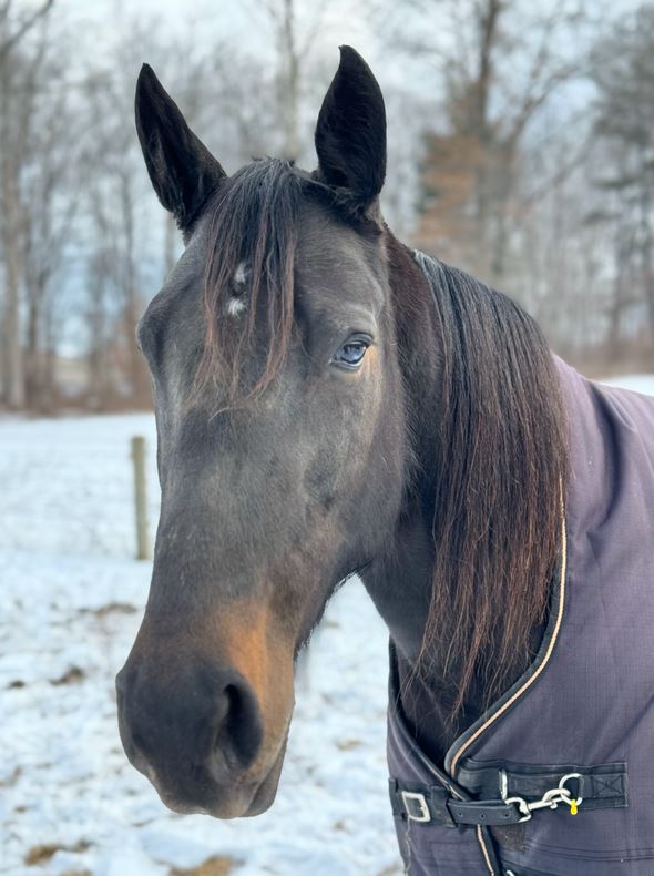 Watch future racehorses born at PA farm