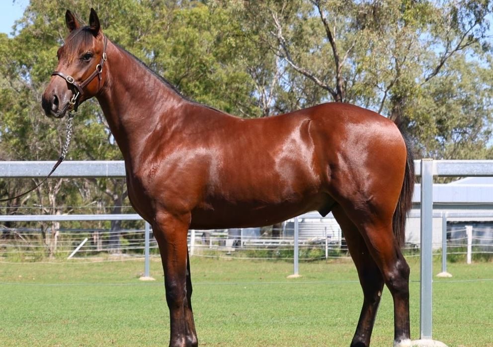 Winning dams adorn Redcliffe Yearling Sale catalogue