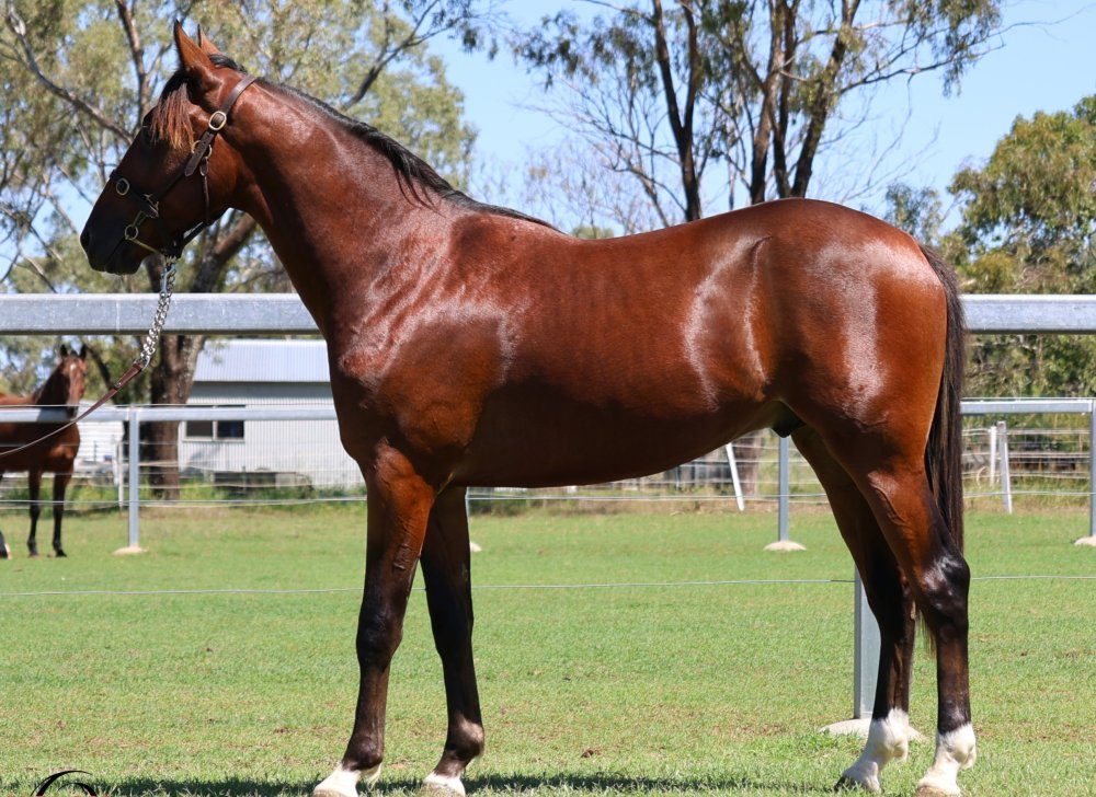 Burwood Stud’s record at Redcliffe sale