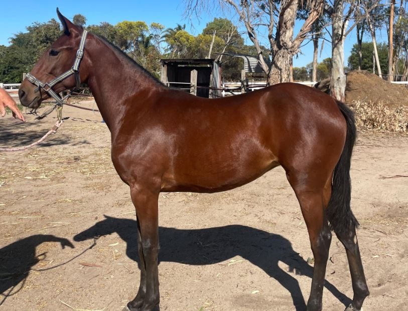 Has big Kev got a Shoobee for you? 