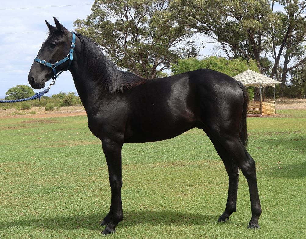 Ferguson keen to ride the Wave