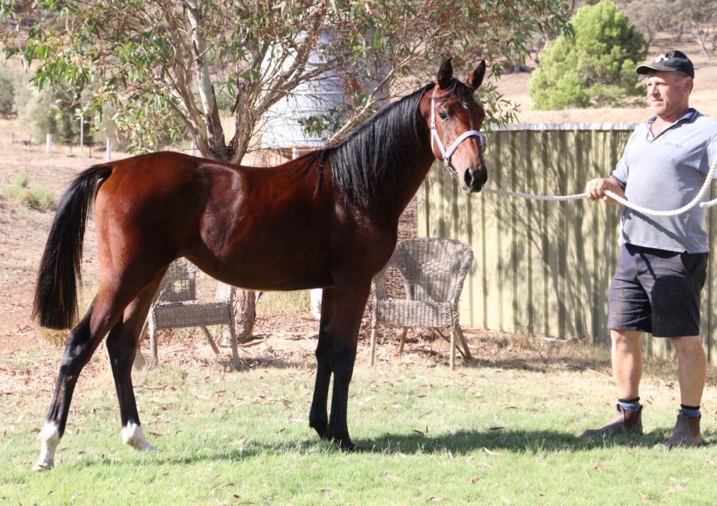 Optimism with strong Allenby Lodge Draft