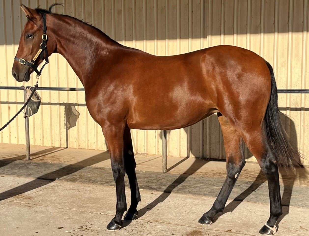 Prominent Northern Horsewomen combine for APG Yearling Sale