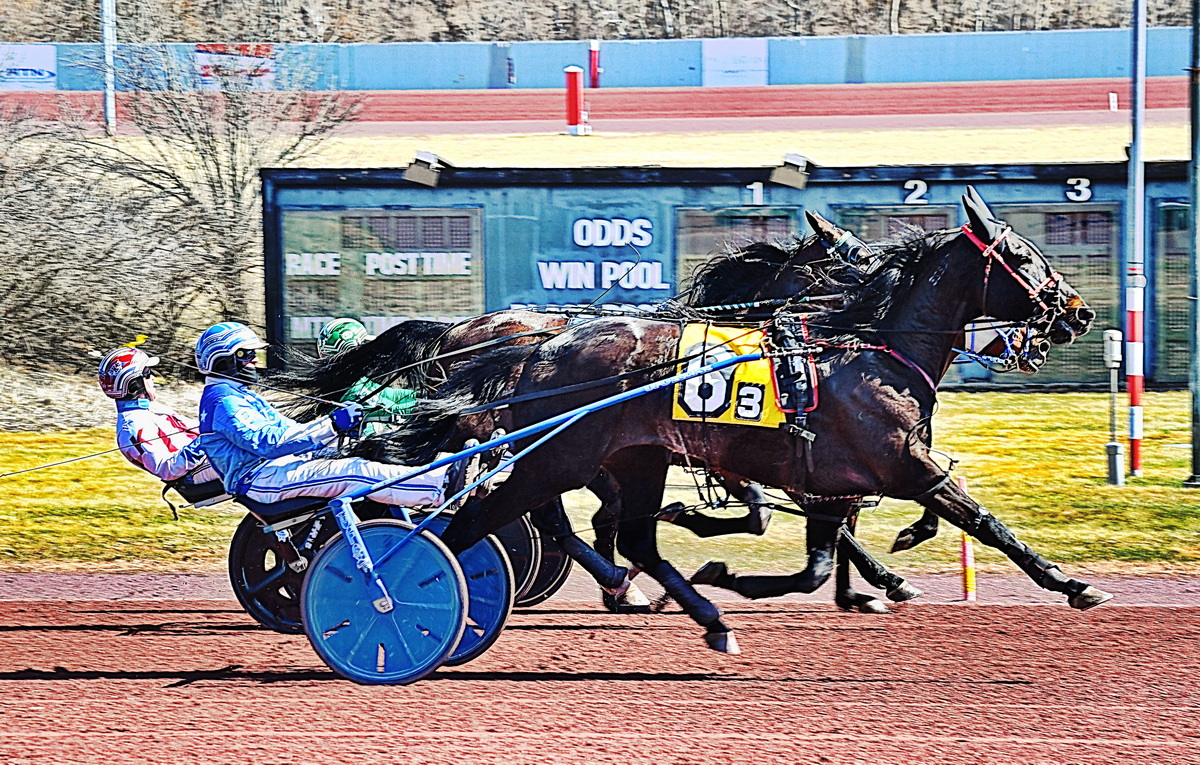 Andover Hall gelding edges ahead in photo finish