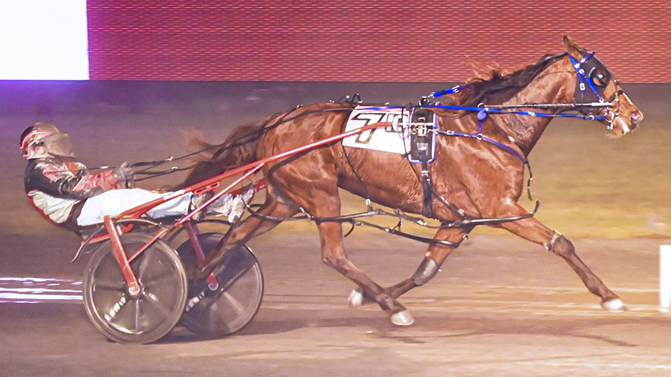 Phoenix Rising has been the ‘perfect horse’ to have