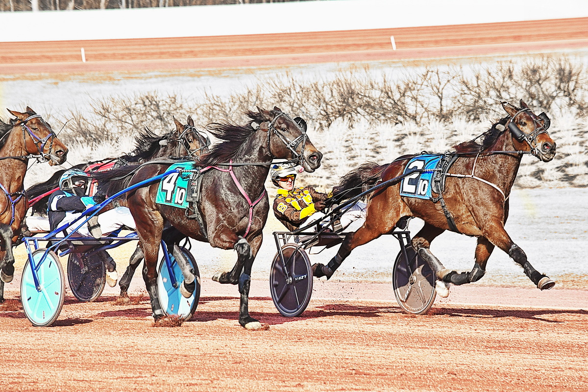 56th win for Explosive Matter gelding