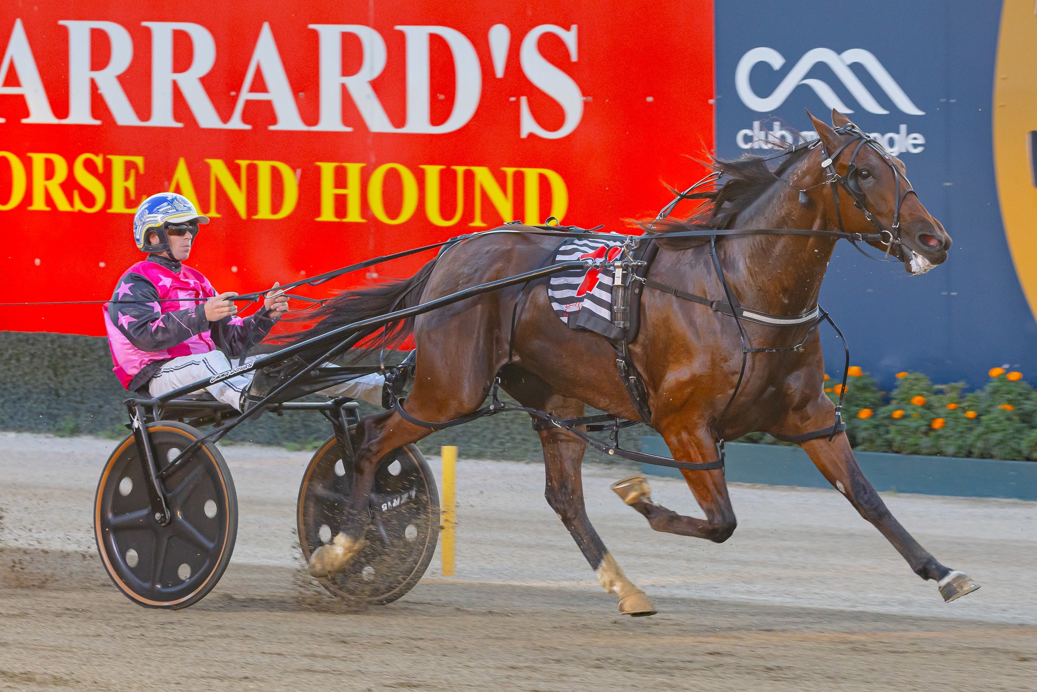 Silver Pistol on fire in Second NSW Derby Heat.