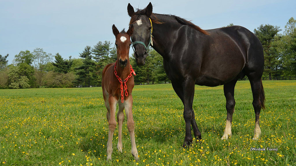 Thong dies from foaling complications