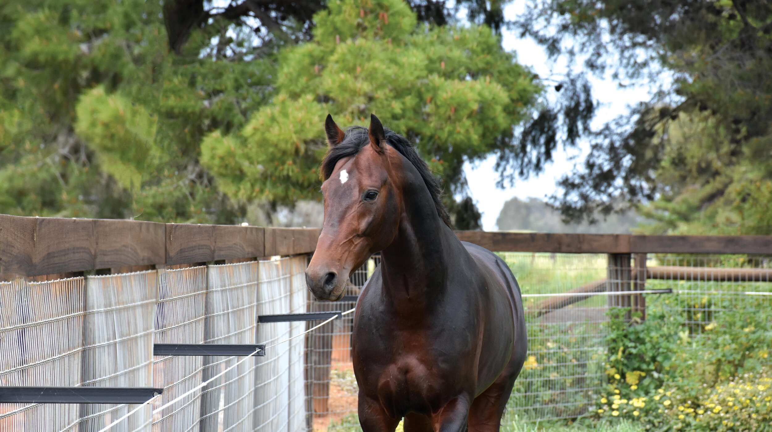 Hewitts pinning Tiara hopes on Lather Up filly