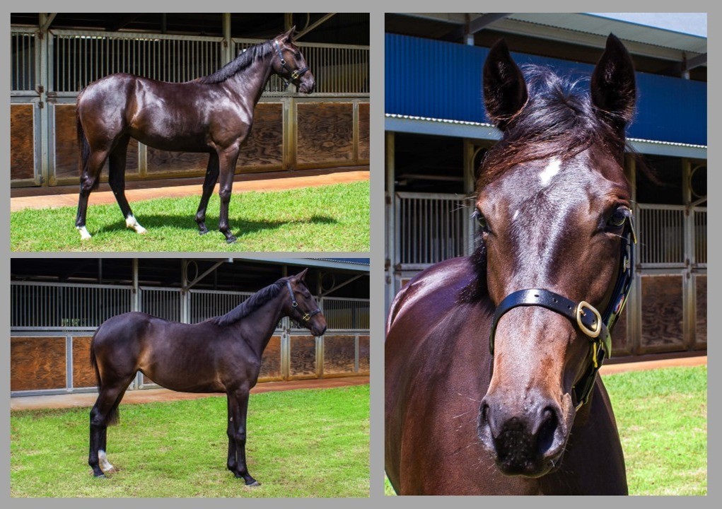 Johnson couldn’t Wish for Bettor trio