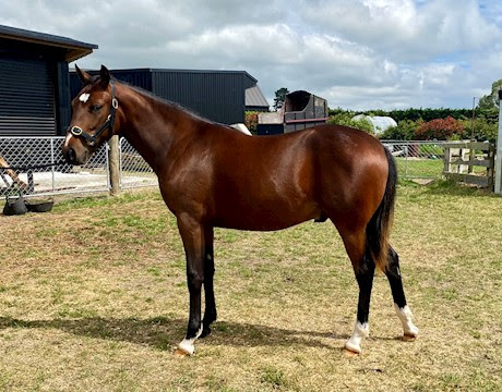 17 Lots auction including a broodmare draft from Alabar