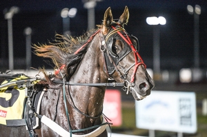 Starofremembrance part of Medhurst’s expanding stable