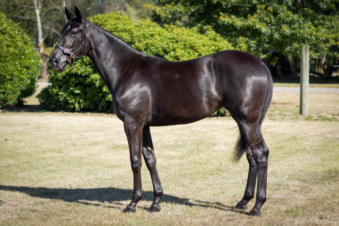 Penny Black blooming in Perth