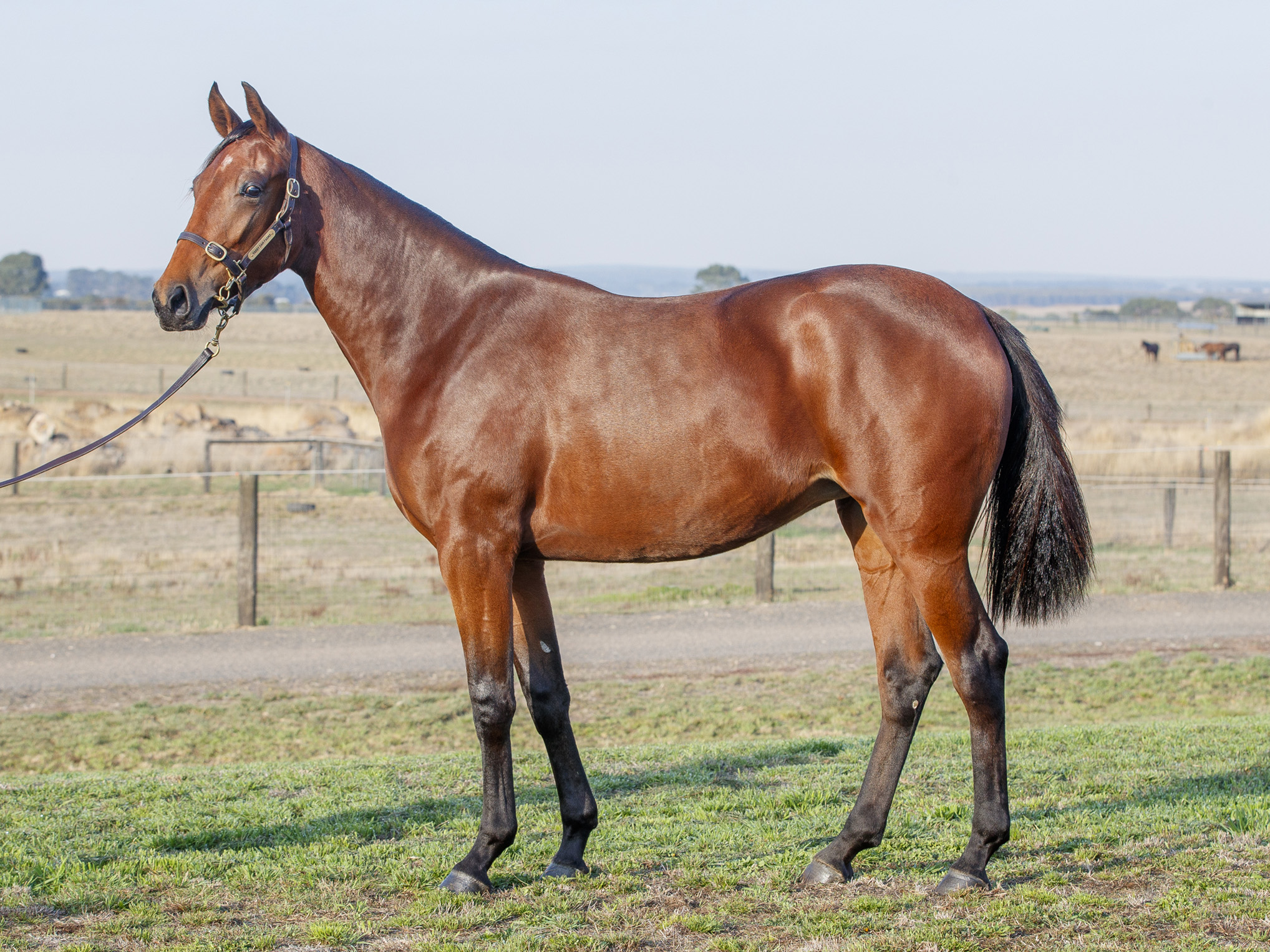 Meet Yabby Dam Farms’ “Fab Four”