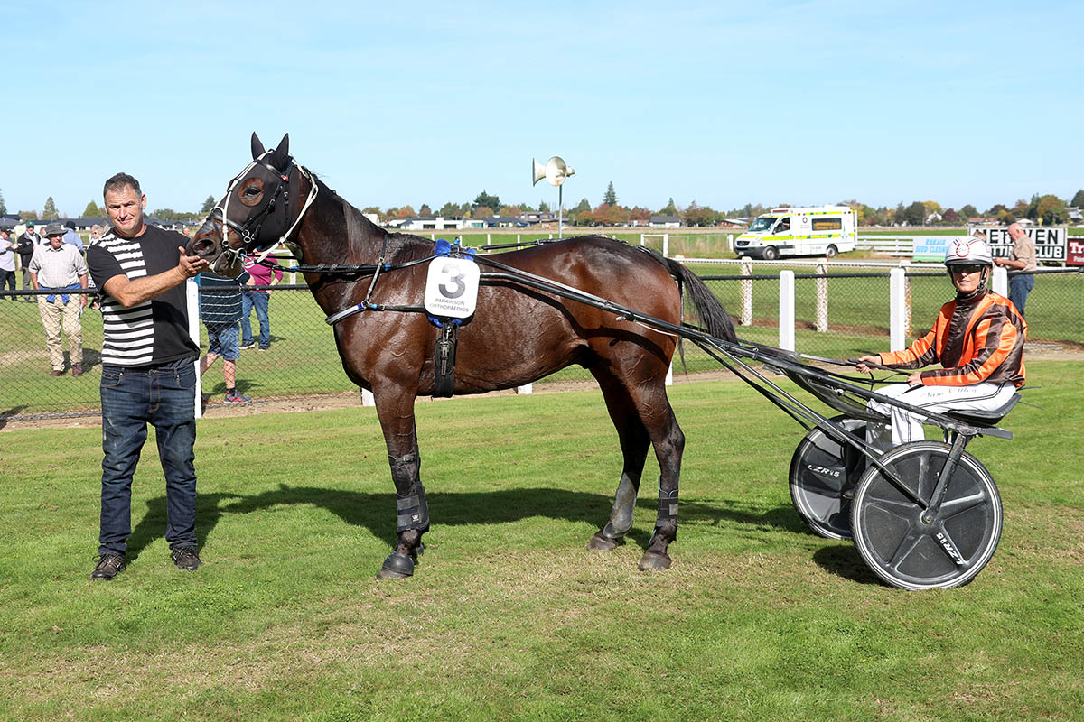 Aveross Majesty the grass wonder