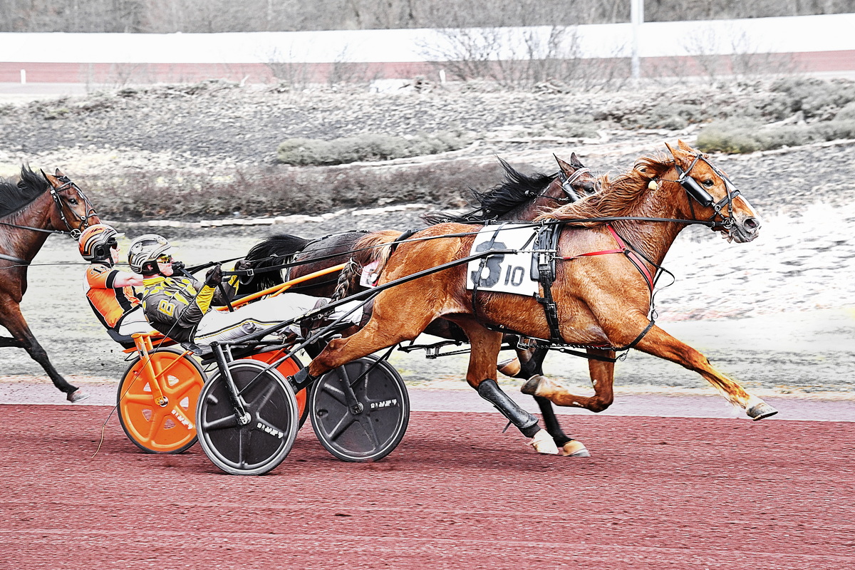 Love You gelding wins Weiss Series division on debut