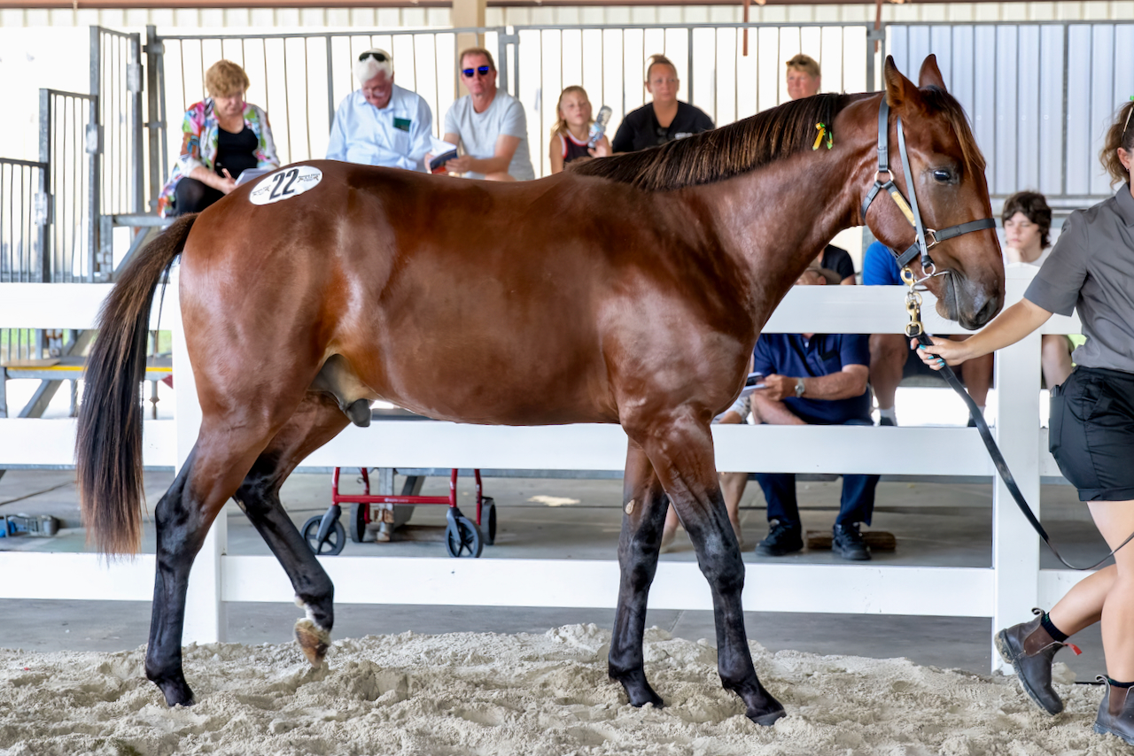 All-time record price at Redcliffe Yearling Sale