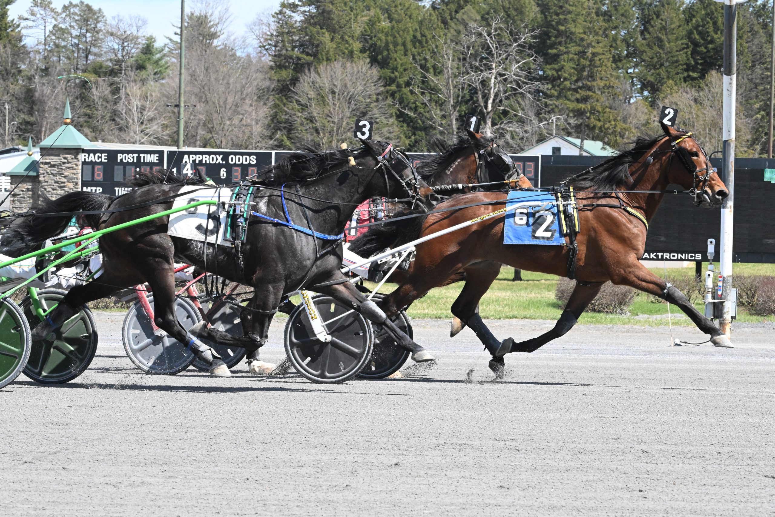 Crazy Wow trotter wins Open debut