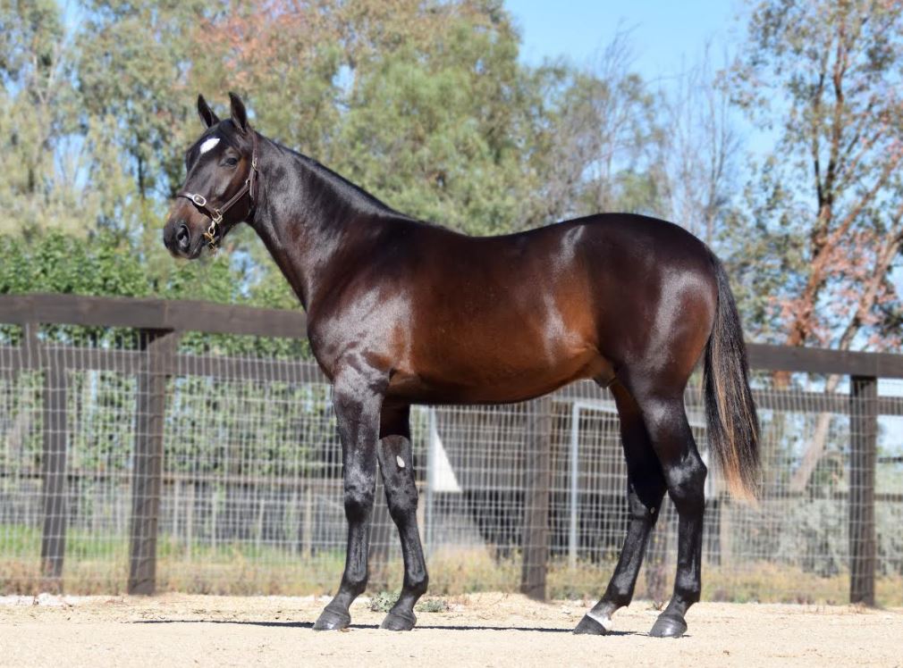 McIntosh excited by 2025 Llowalong Farms Nutrien yearling sale draft