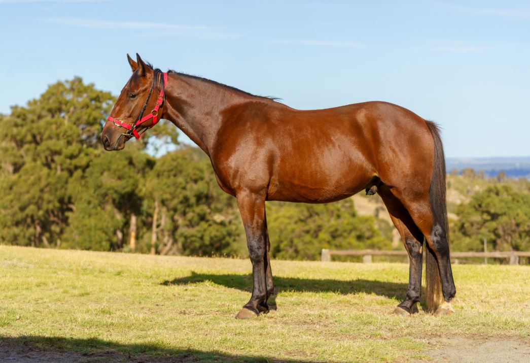 Well-bred colt related to Champion Group One stars 