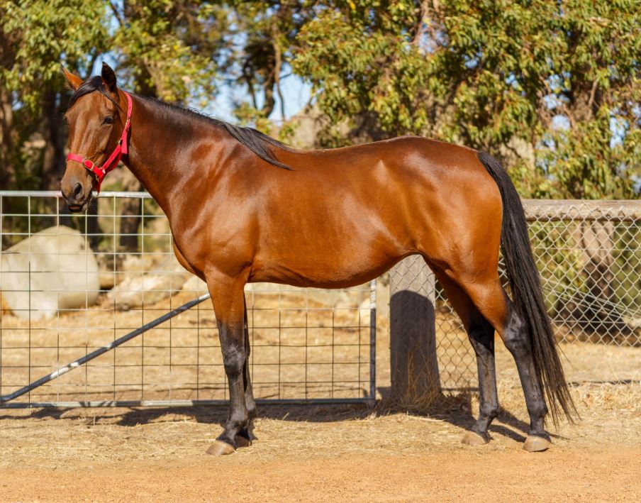 Lot 7 at Dr Dewar Estate Sale boasts immaculate breeding